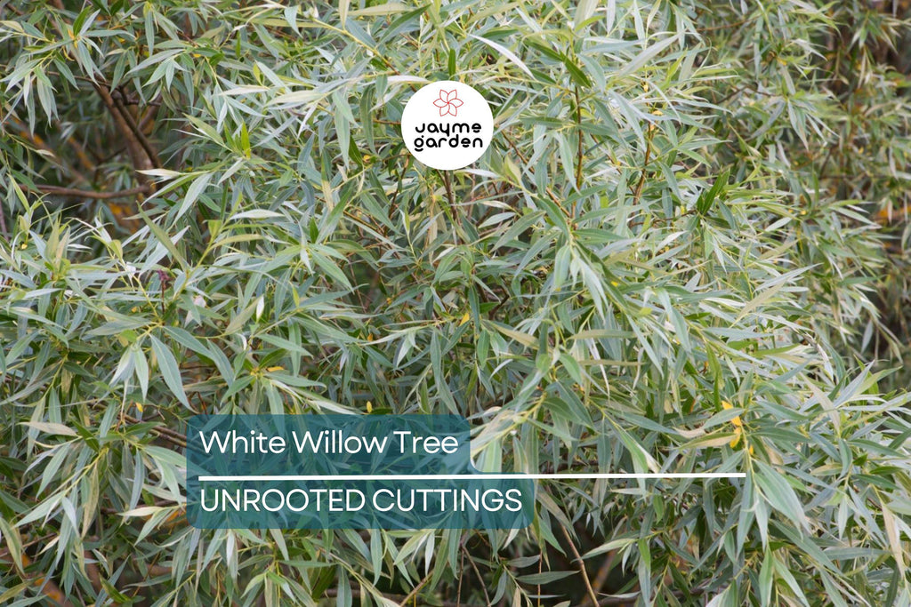 White Willow Tree Cutting | Silver Leaves Shimmer in Sunlight | Fast-Growing, Hardy Zones 3-10
