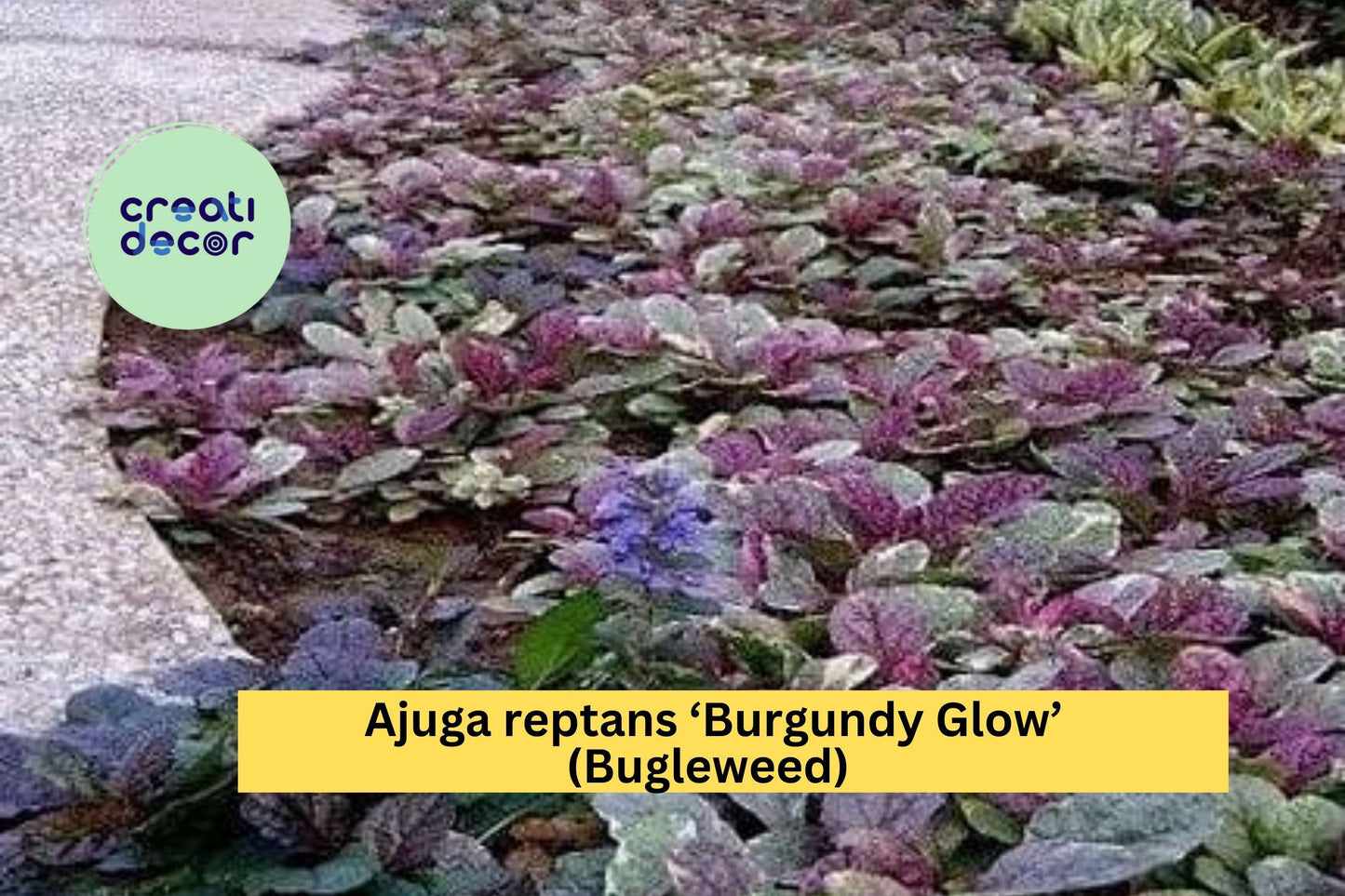 Ajuga reptans ‘Burgundy Glow’ – 3 Live Rooted Perennial Bugleweed Plants, Hardy Groundcover with Colorful Foliage & Purple Blooms
