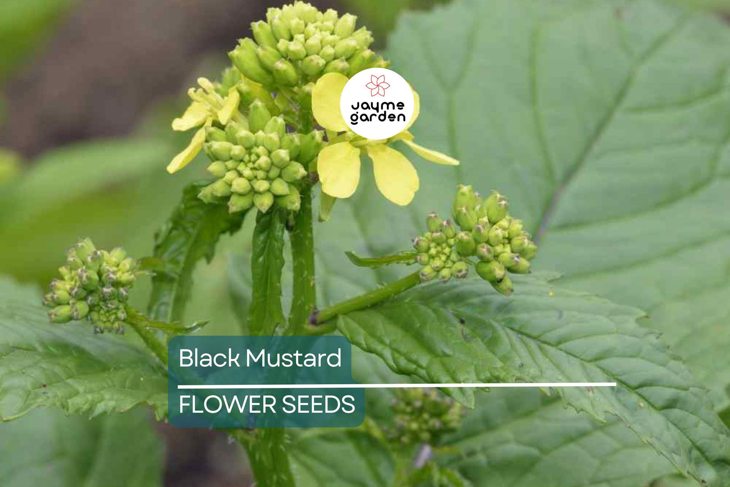 1,000 Black Mustard Seeds - Heirloom Brassica nigra, Culinary & Medicinal Spice, Non-GMO