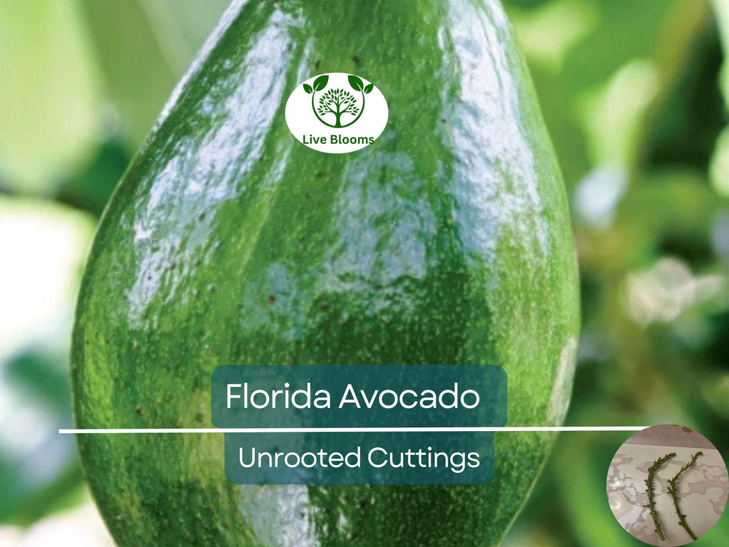 2 Full Florida Avocado Unrooted Cuttings for Grafting - Persea americana Choquet - Grows Huge Fruit - Perfect for Backyard Garden