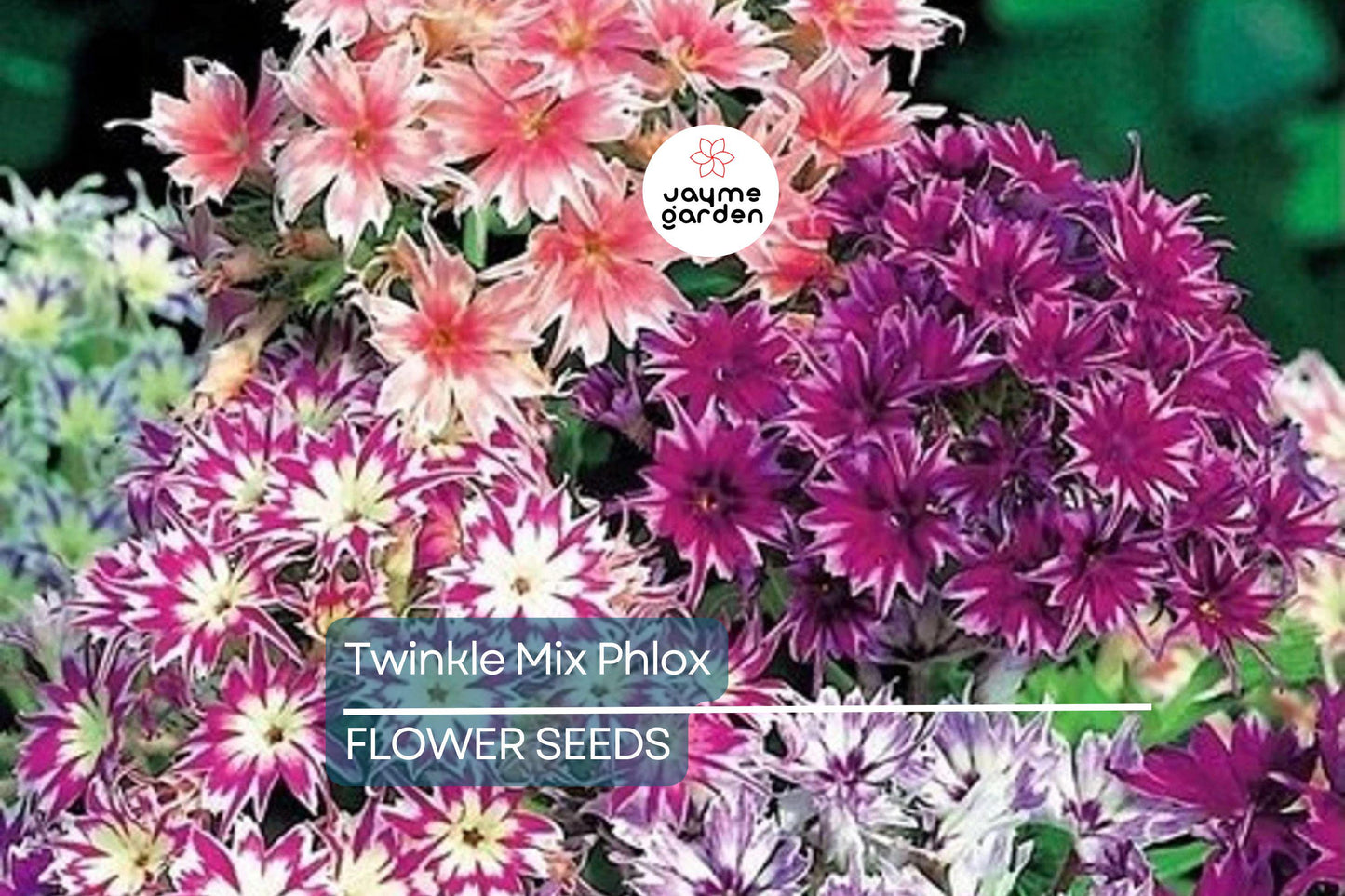 50+ Twinkle Mix Phlox Seeds - 10" Star-Shaped Flowers, Annual USA Seller