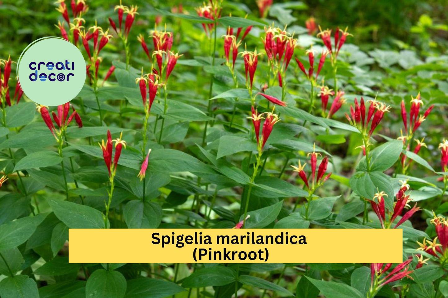Spigelia marilandica Pinkroot – 3 Bare Root Plants – Hardy Native Perennial Wildflower for Shade Garden and Pollinator Habitat