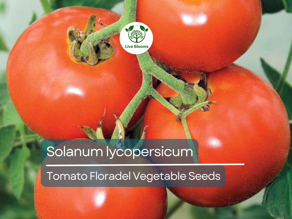 100 mg Floradel Tomato Seeds - Solanum lycopersicum | Heirloom Slicing Tomato for Planting, Gardening & Juicy Harvest