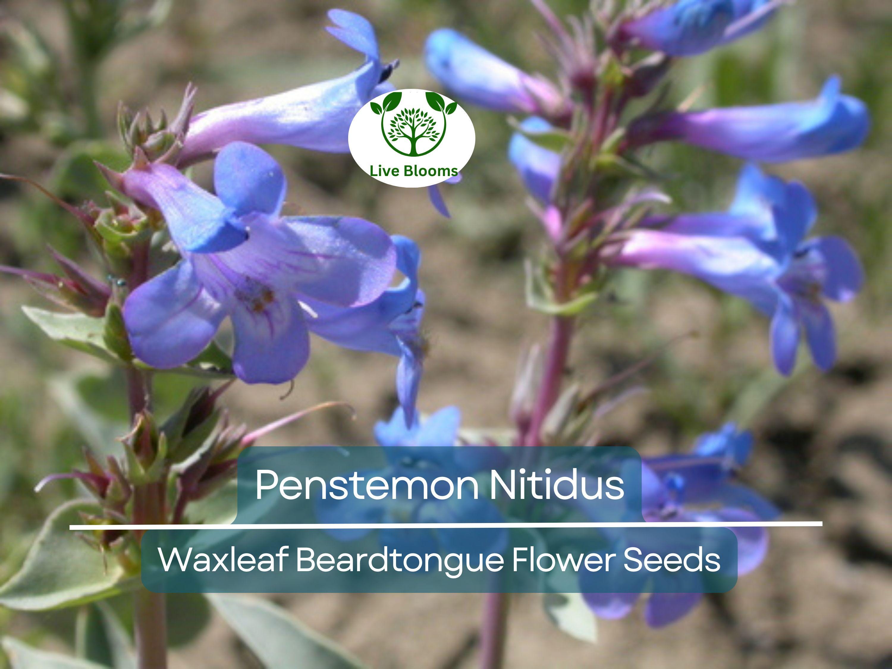 100 mg Seeds Penstemon Nitidus (Waxleaf Beardtongue) for Planting | Drought-Tolerant Perennial Wildflower for Gardens & Pollinator Habitats