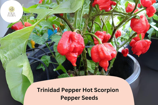 25 Trinidad Scorpion Pepper Seeds | Extremely Hot Chili | Rare Heirloom | Non-GMO | Grow the Heat!