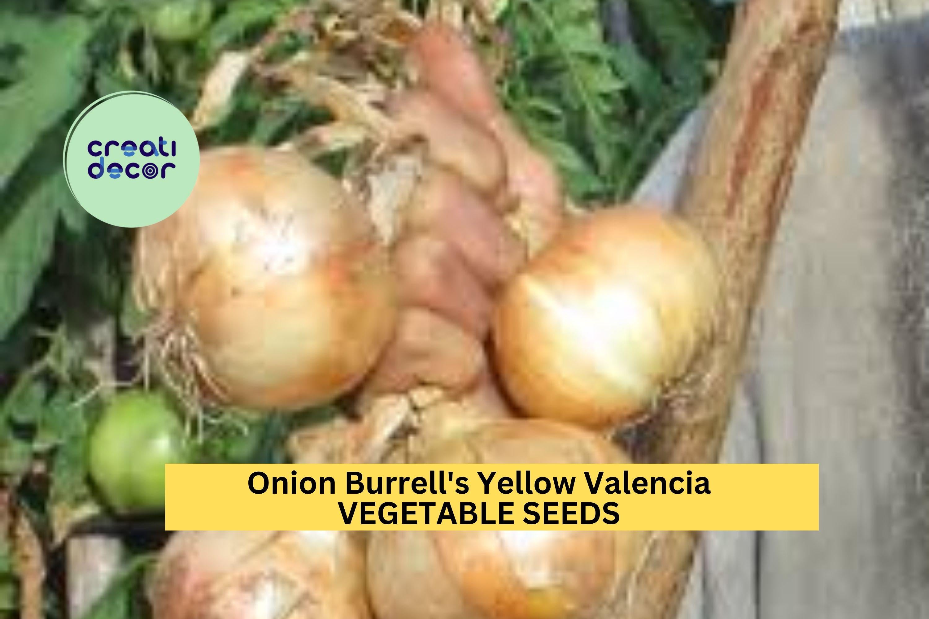 3pcs of 250mg Onion Burrell's Yellow Valencia Seeds – Sweet Heirloom Onion Seeds for Planting – Ideal for Salads & Summer Harvests
