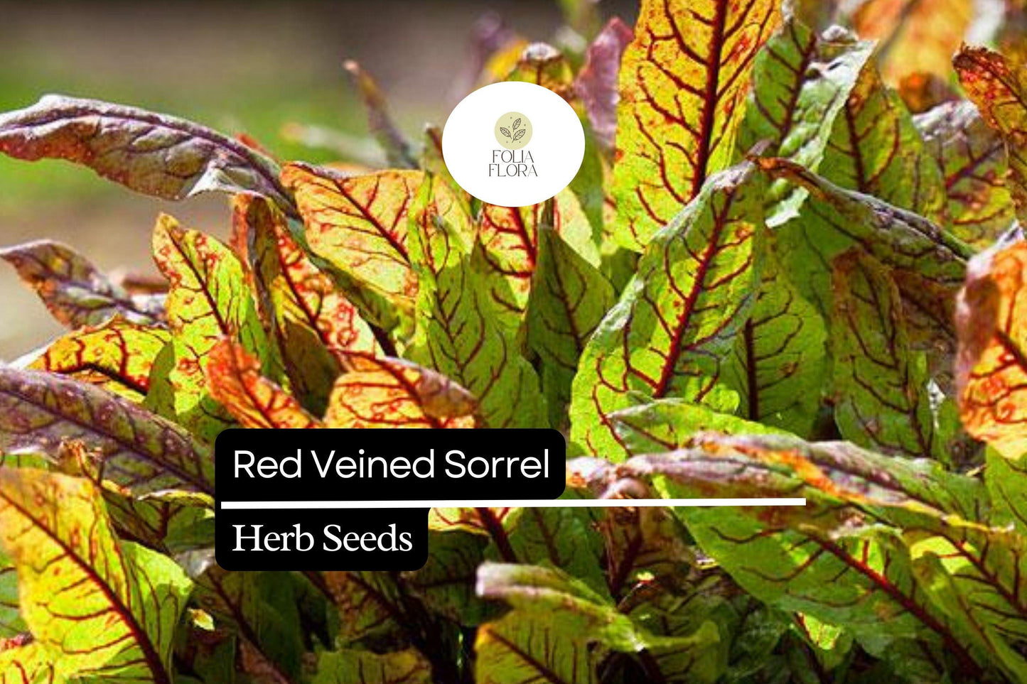 250 Seeds Red Veined Sorrel (Rumex sanguineus) – Striking Culinary Herb with Tangy Flavor for Salads and Garnishes