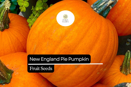 15 Seeds New England Pie Pumpkin (Cucurbita pepo) – Ideal for Baking and Fall Harvest
