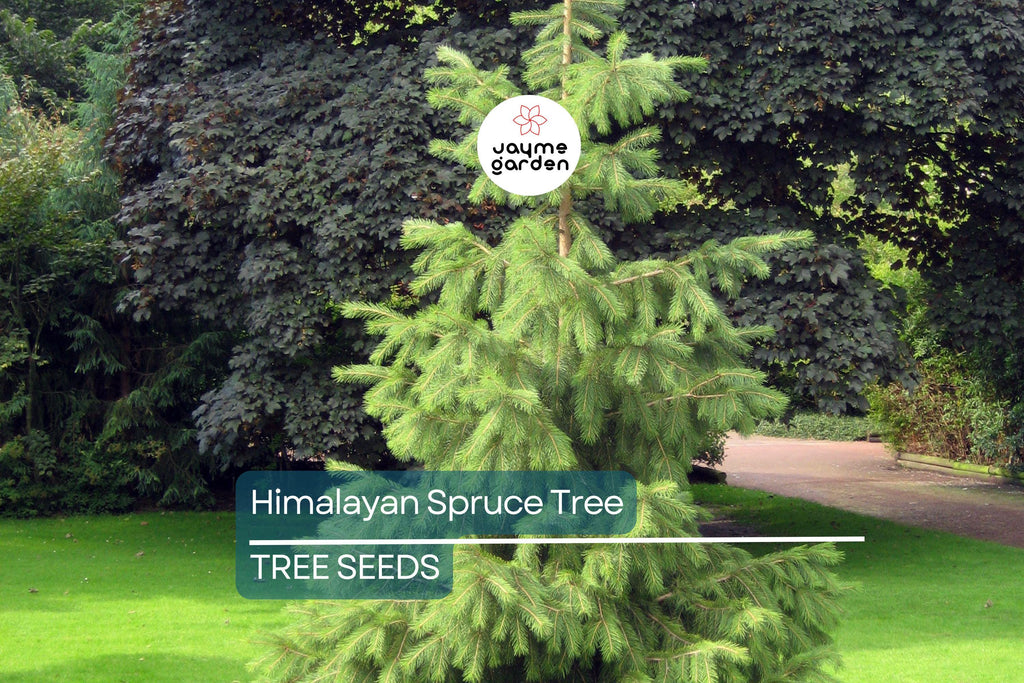 10 Himalayan Spruce Tree Seeds (Picea smithiana) - Weeping Evergreen, Bonsai, 100 Ft Mature Height