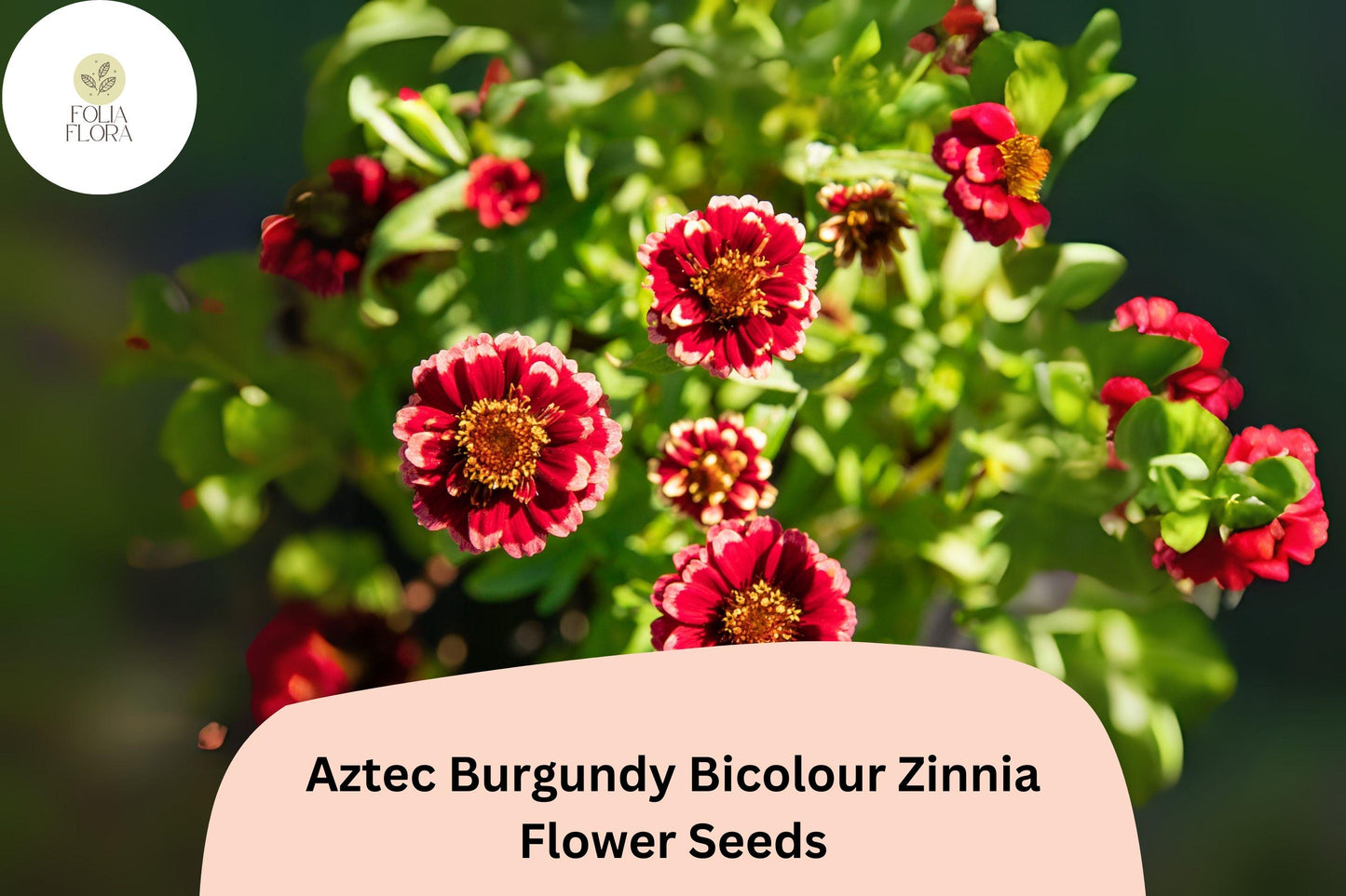 100+ Aztec Burgundy Bicolor Zinnia Seeds – Bold Red & Yellow Blooms for Garden Beds, Borders and Pots