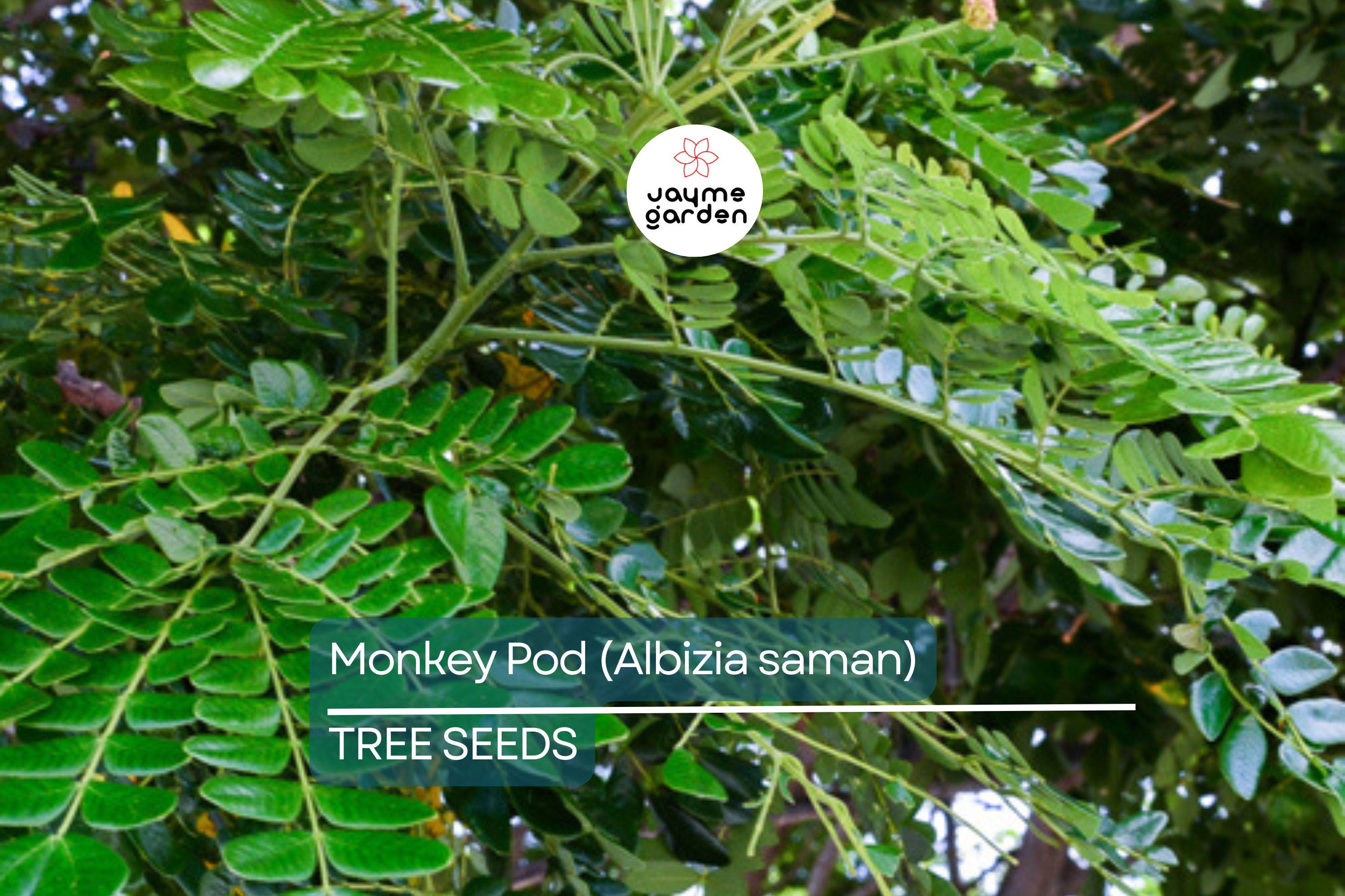 20 Rain Tree Seeds (Albizia saman) – Monkey Pod, Tropical Shade Tree, Bonsai, Zones 10-12