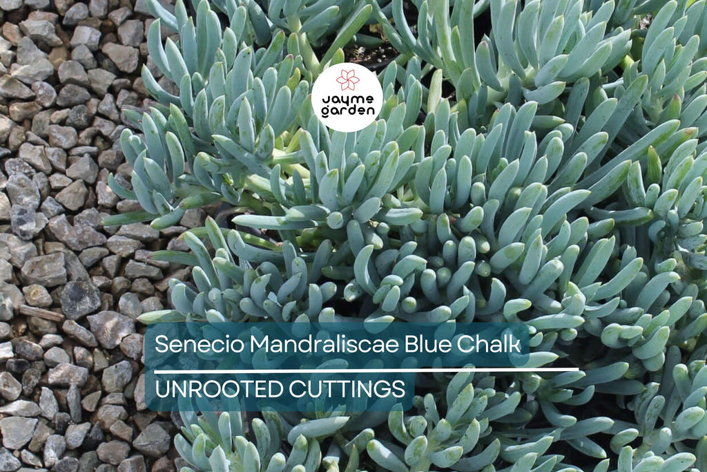 9X Senecio Mandraliscae Blue Chalk Sticks Succulent Cuttings - 5" Long, Drought Tolerant