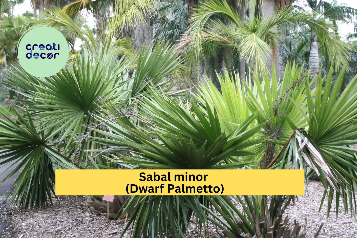 Sabal Minor Palm Seedlings (10 Pack) – Dwarf Palmetto – Cold Hardy Native Palm for Landscaping, Containers & Gardens