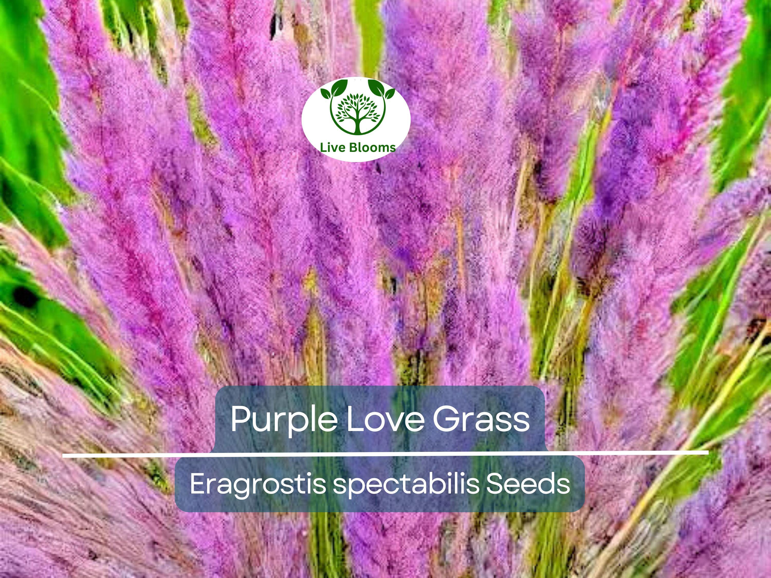 500 Purple Love Grass Seeds (Eragrostis spectabilis) | Ornamental Flowering Lovegrass, Hardy, Beautiful Purple Blooms for Gardens