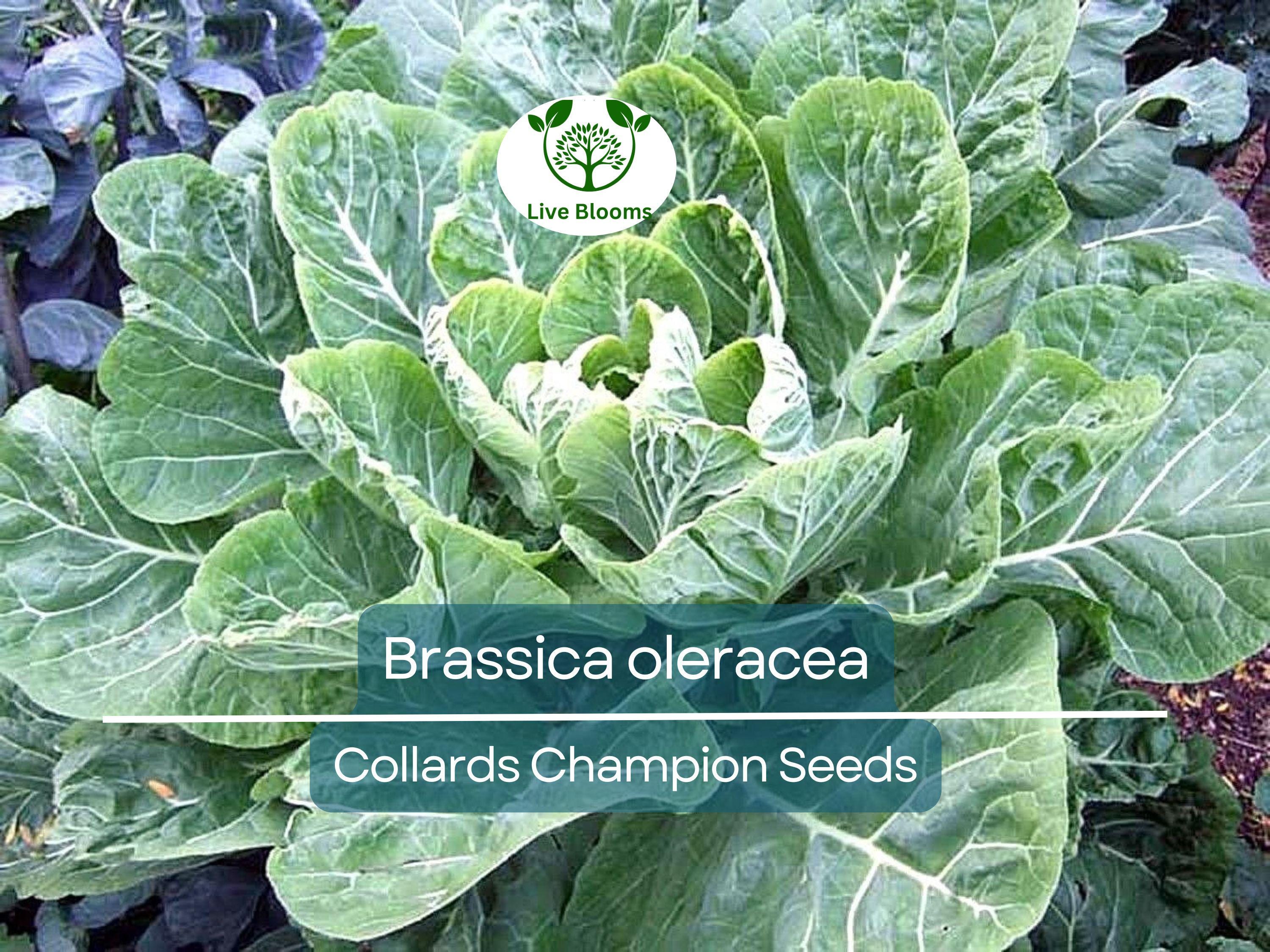 300 Seeds Collards Champion – Brassica oleracea | Heirloom Collard Greens for Planting, Gardening & Nutritious Harvests