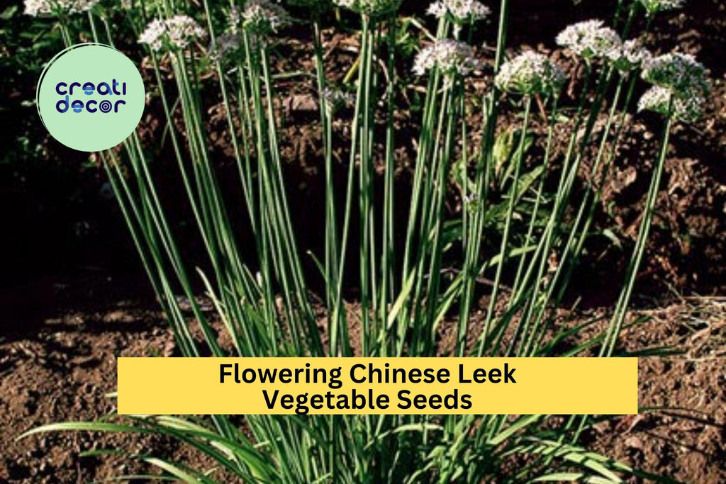 3pcs of 250mg Flowering Chinese Leek Seeds – Aromatic Edible Garlic Chive for Asian Dishes & Home Garden Planting Seeds for Planting