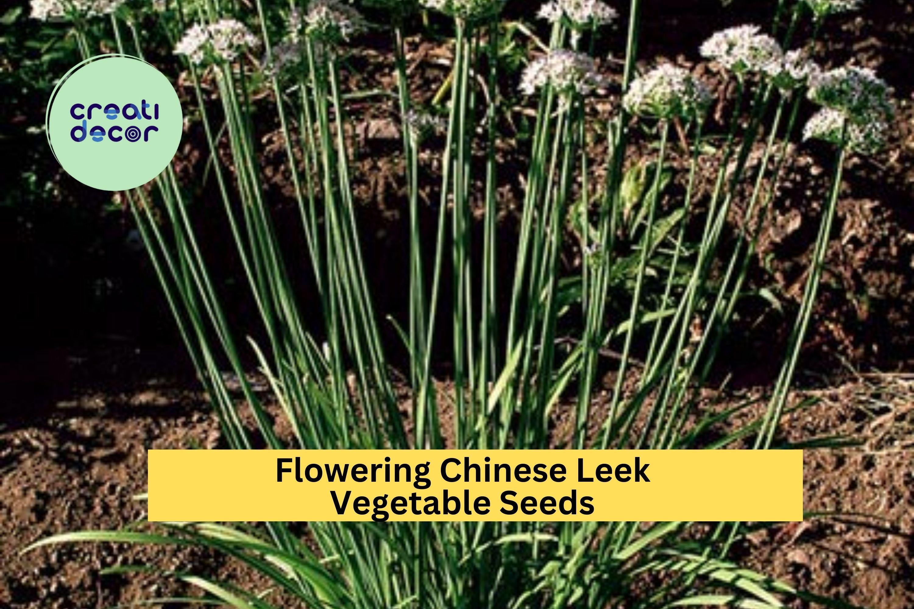 3pcs of 250mg Flowering Chinese Leek Seeds – Aromatic Edible Garlic Chive for Asian Dishes & Home Garden Planting Seeds for Planting