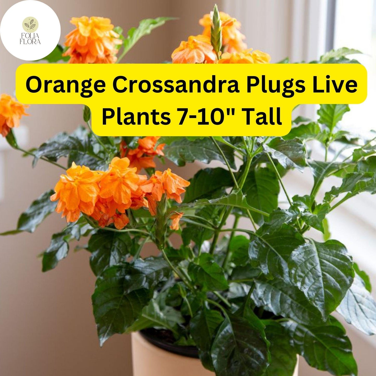 Orange Crossandra - 1 Plugs Live Plants 7-10" Tall - Firecracker Flower, Tropical Blooms, Vibrant Orange