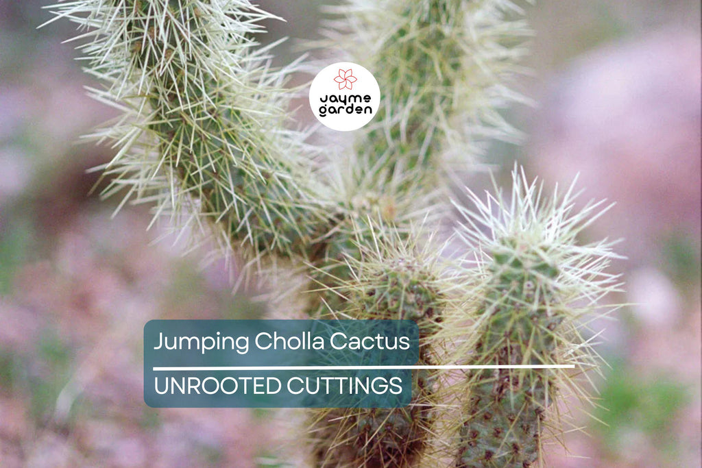 Jumping Cholla Cactus Live Cutting, Fast Growing, Evergreen, Full Sun, Arid Climate, Indoor/Outdoor, Unique Plant for Cacti Lovers