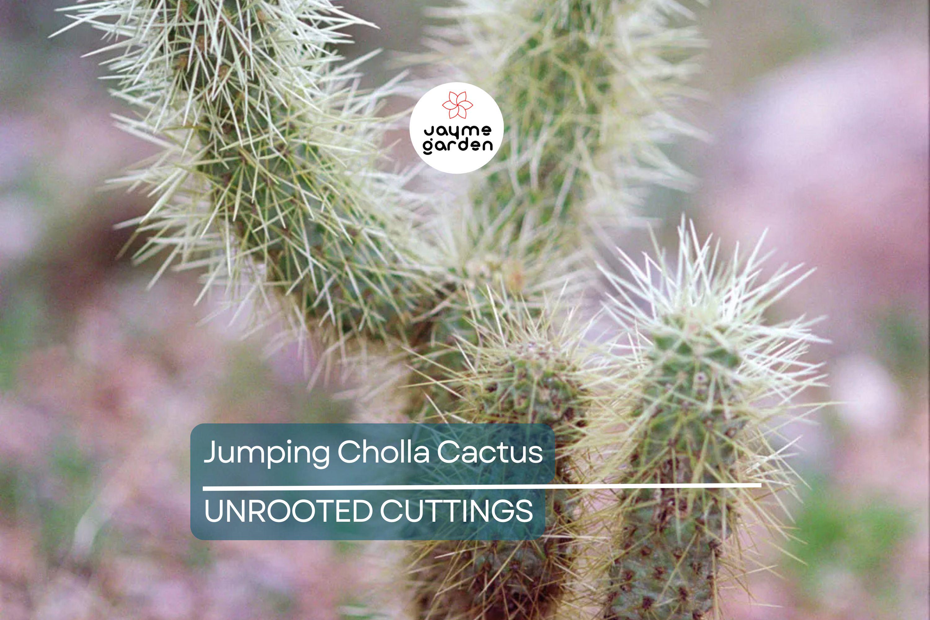 Jumping Cholla Cactus Live Cutting, Fast Growing, Evergreen, Full Sun, Arid Climate, Indoor/Outdoor, Unique Plant for Cacti Lovers