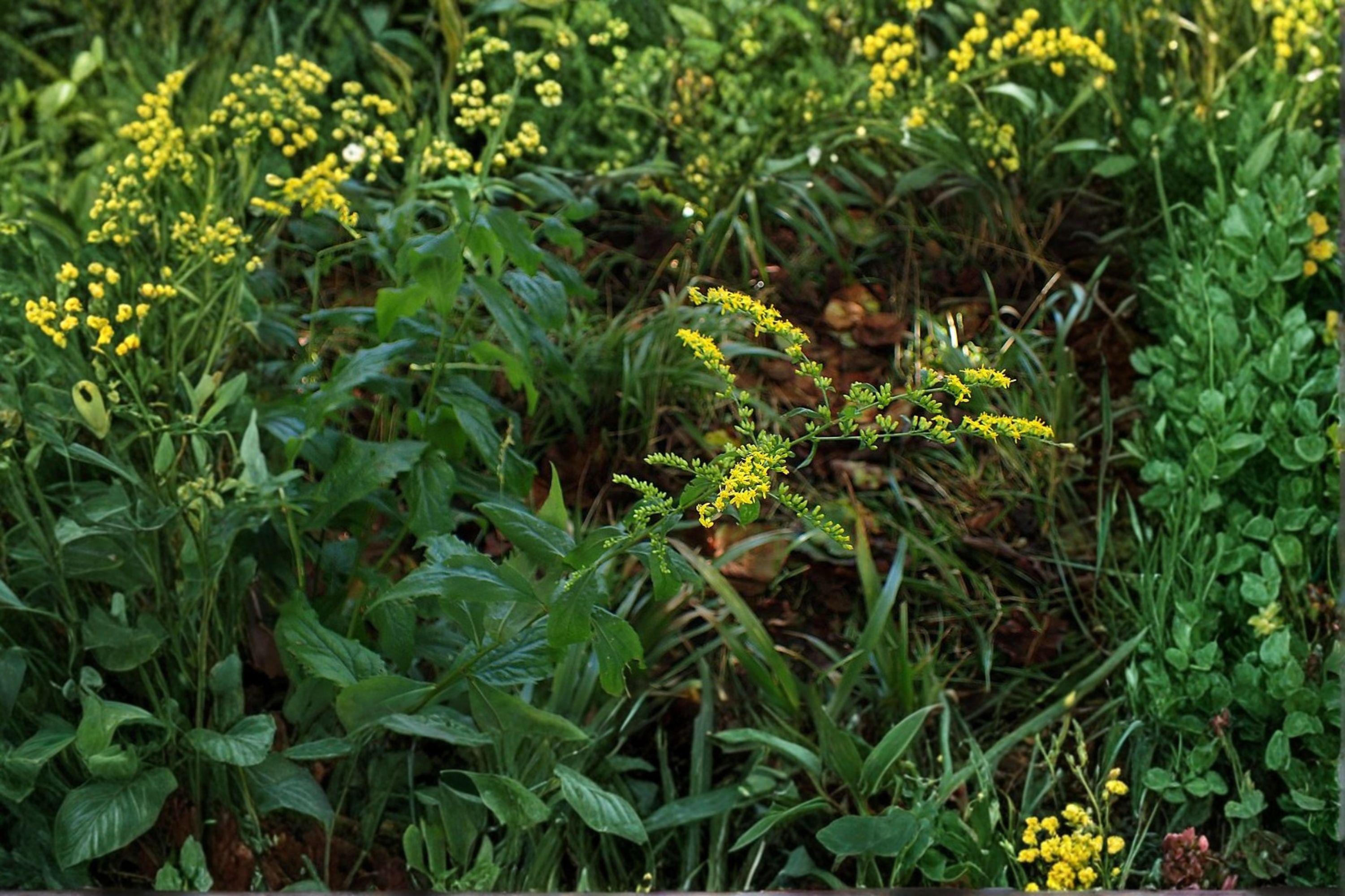 Elmleaf Goldenrod – Solidago ulmifolia, Native Woodland Perennial | Late-Season Blooms (100 Seeds)