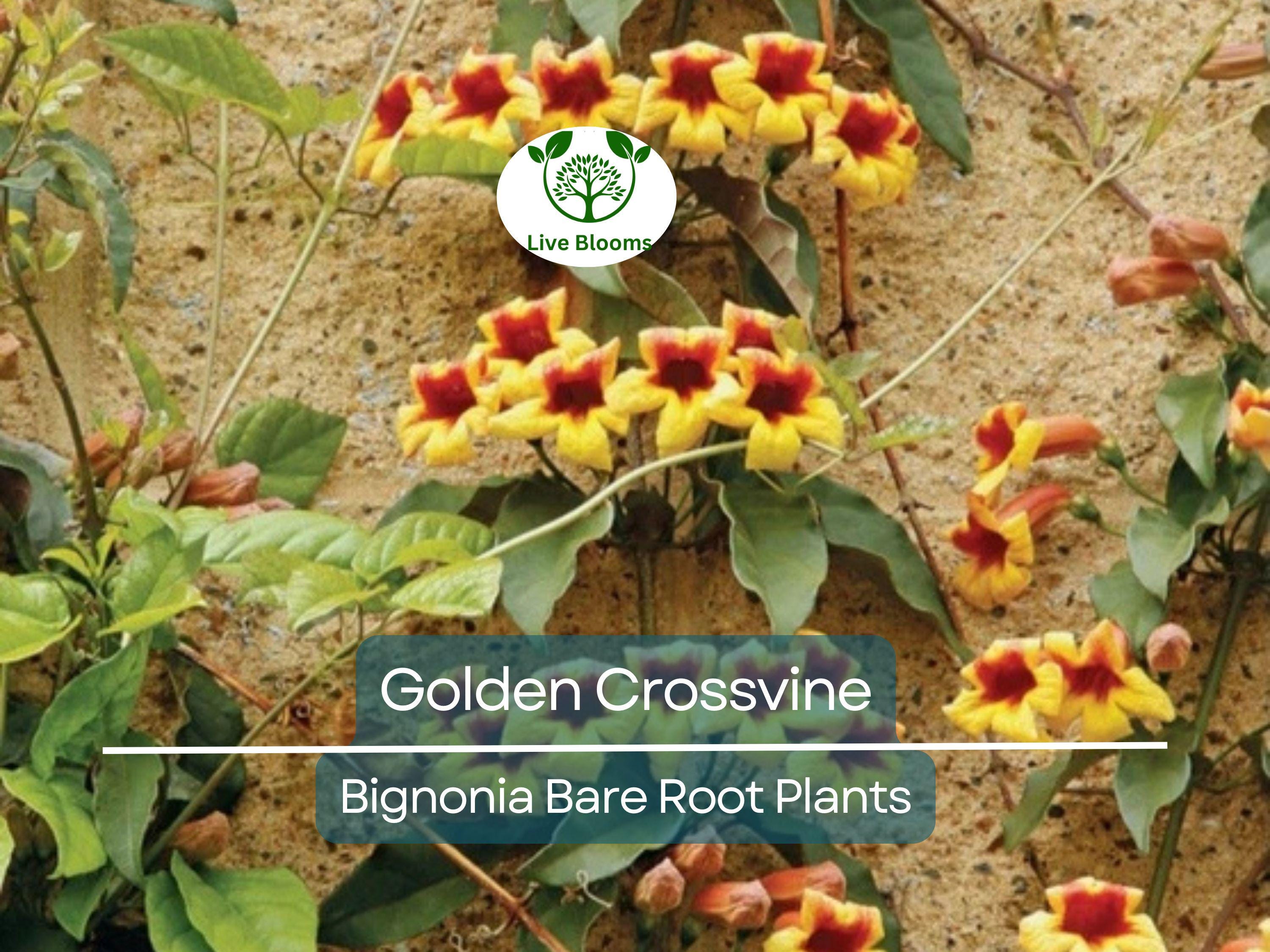 1 Golden Crossvine Live Plant – Bignonia capreolata Bare Root 1/2 to 1', Hardy, Native Vine with Trumpet Blooms, Fast-Growing Climber