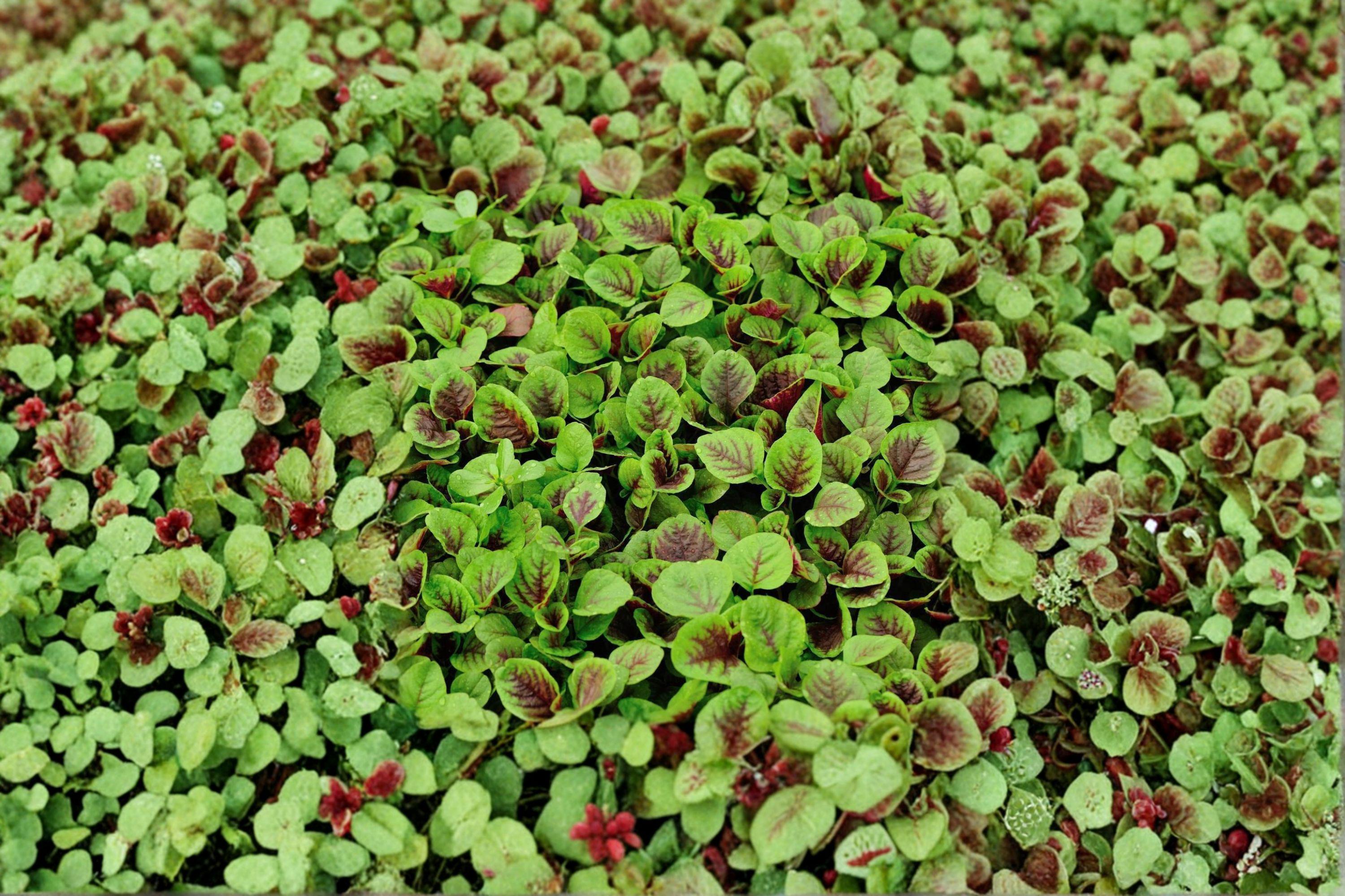 Edible Amaranth – Red Stripe Leaf/Red Beauty Tricolor – 500 Seeds | Heirloom Leaf Vegetable | Fast Growing | Edible & Ornamental