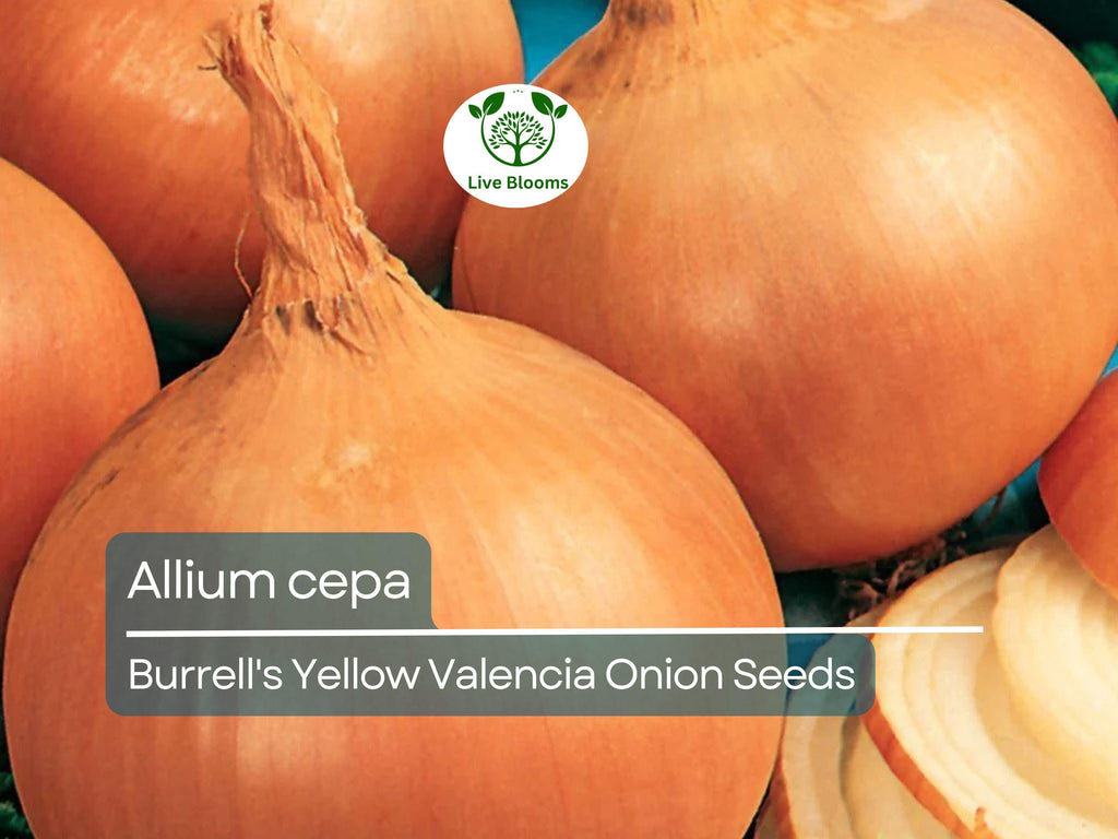 250 mg Onion Seeds - Burrell's Yellow Valencia | Allium cepa | Heirloom Vegetable Seeds for Planting, Gardening & Harvesting