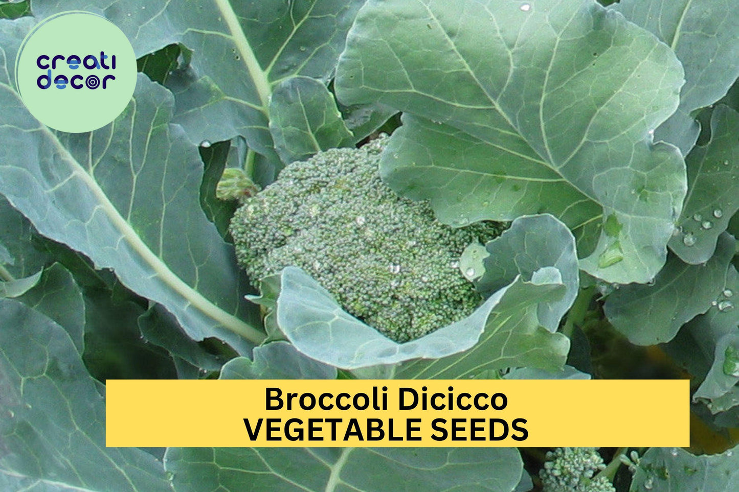 3pcs x 1g Broccoli Di Cicco Seeds – Italian Heirloom for Garden Beds, Raised Rows, or Container Vegetable Growing Seeds for Planting