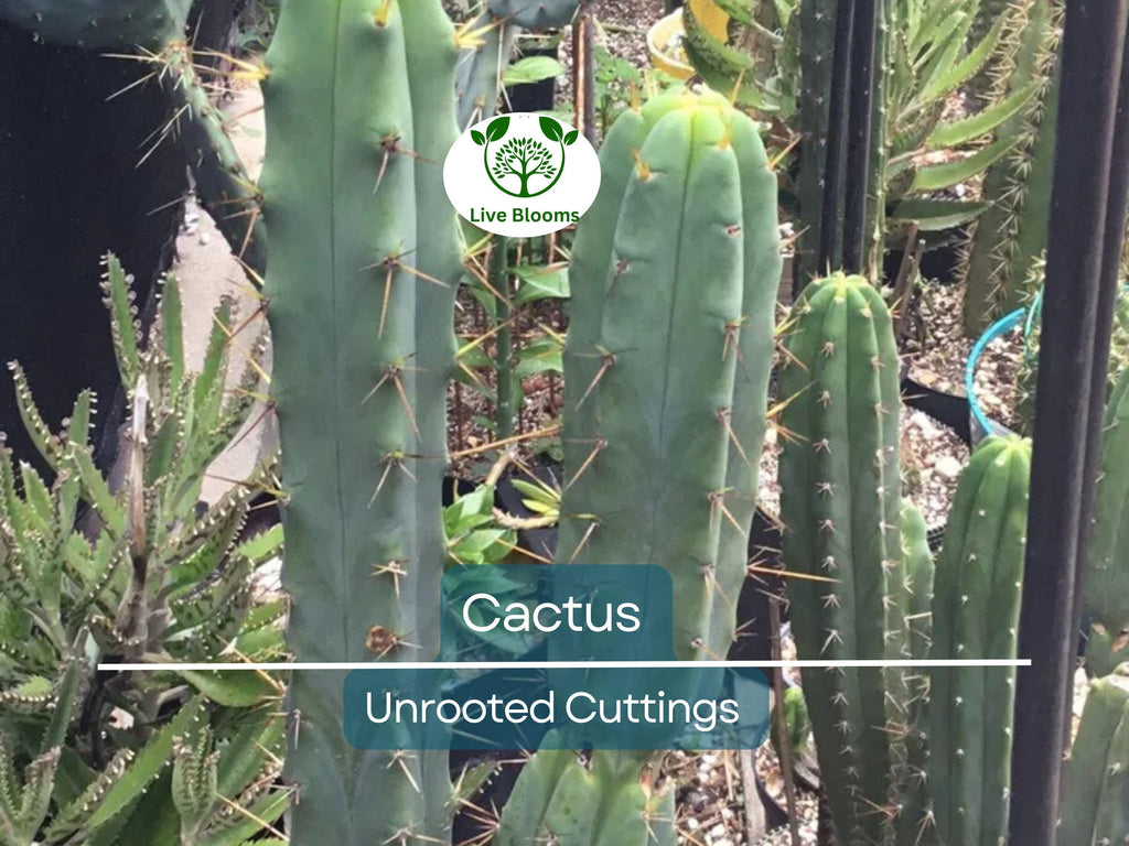 1 Foot Cactus Unrooted Cuttings – Perfect for Propagation, Garden Cactus, Easy-to-Grow, Ideal for DIY Projects