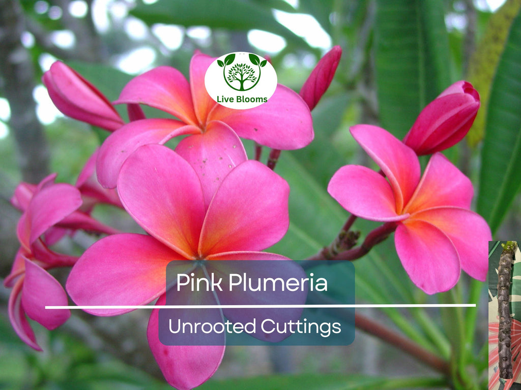 1 Pink Plumeria Cutting - Unrooted, 10" Frangipani, Tropical Flower Starter, Plumeria Rubra, Fresh Single Head Cutting, Rare Exotic Garden