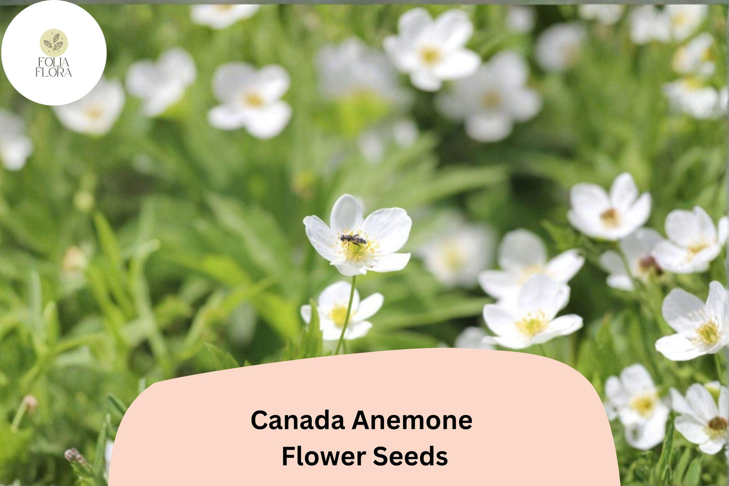 100 Canada Anemone Seeds | Anemone canadensis | Native White Wildflower for Shade & Pollinator Gardens