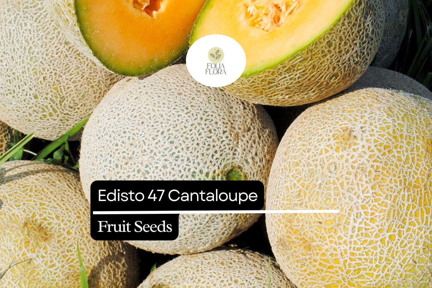 20 Seeds Edisto 47 Cantaloupe (Cucumis melo) – Sweet, Heat-Tolerant Heirloom Melon Variety