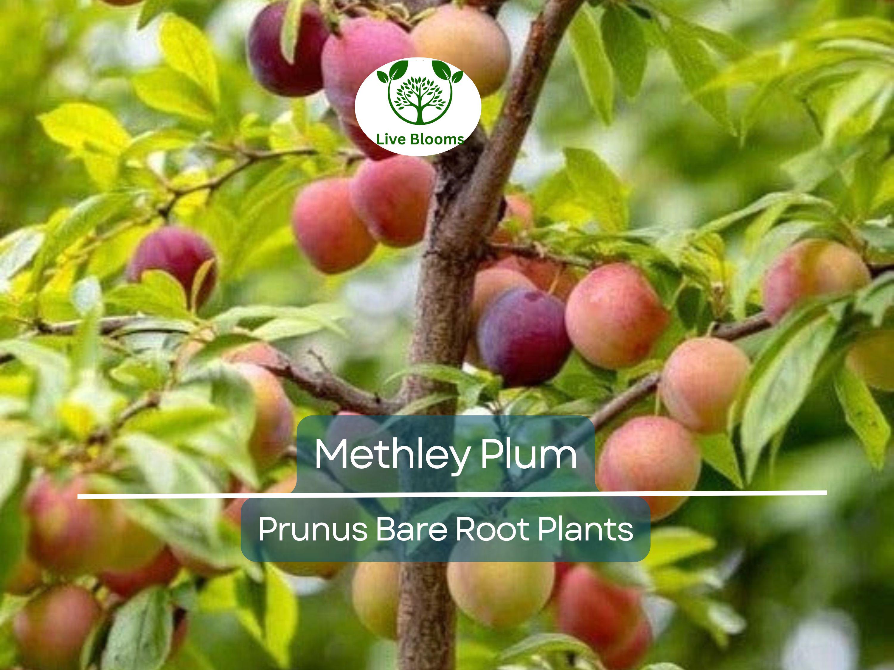 1 Methley Plum Tree – Live Bare Root Fruit Tree (2ft) – Juicy, Sweet Red Plums – Self-Fertile & Cold Hardy – Zone 5–9