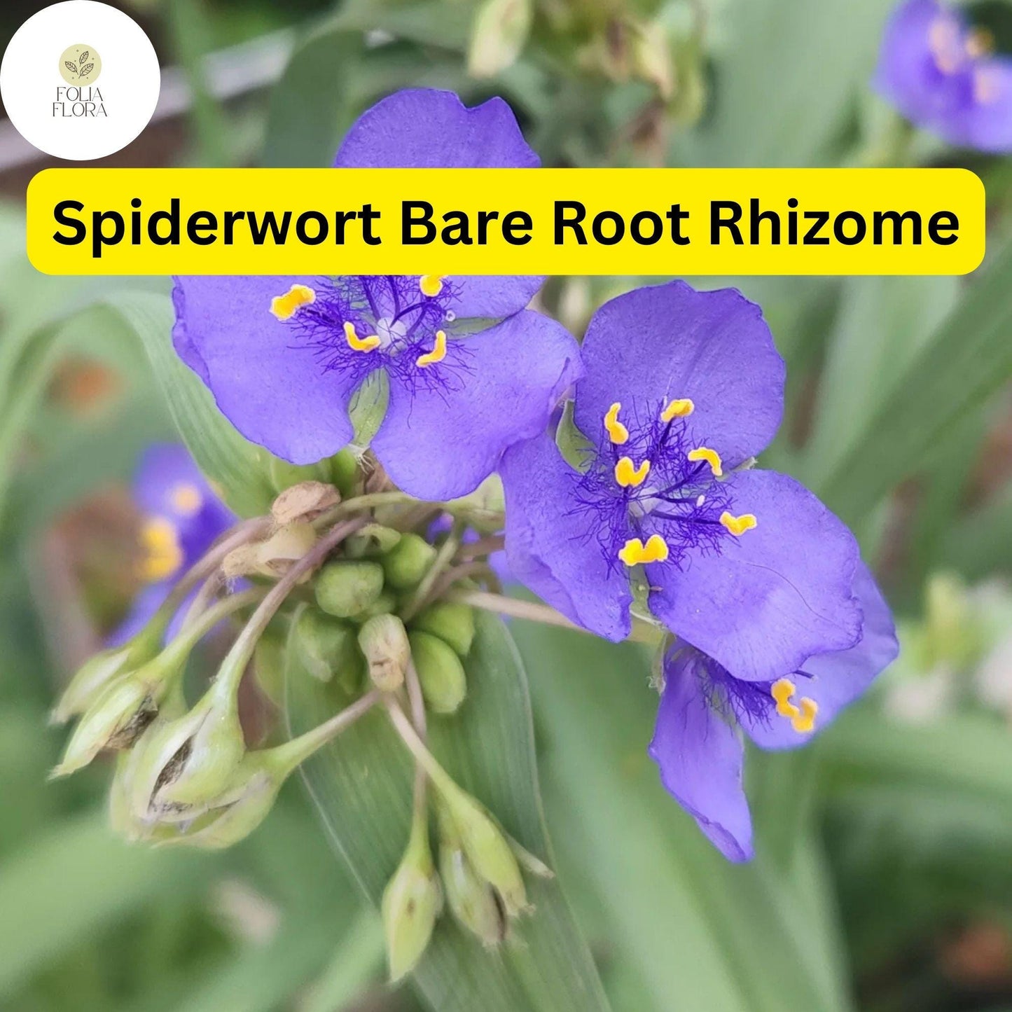 25 Spiderwort Plants (Tradescantia), Bare Root Rhizomes, Perennial with Purple Flowers