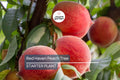 Two 2 Ft Red Haven Peach Tree | Dwarf, Pink Blossoms, Disease-Resistant | Ready to Plant | Non-GMO