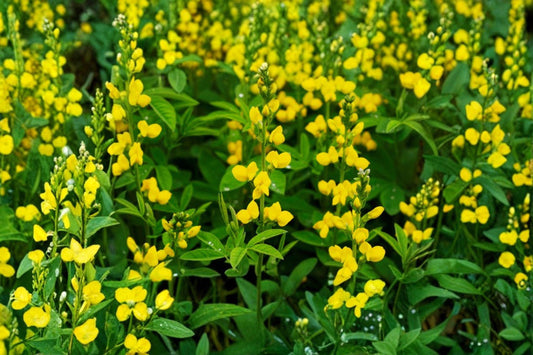 Yellow Wild Indigo – Baptisia tinctoria Seeds | 15 Seeds | Native Perennial Wildflower | Flowering Plant