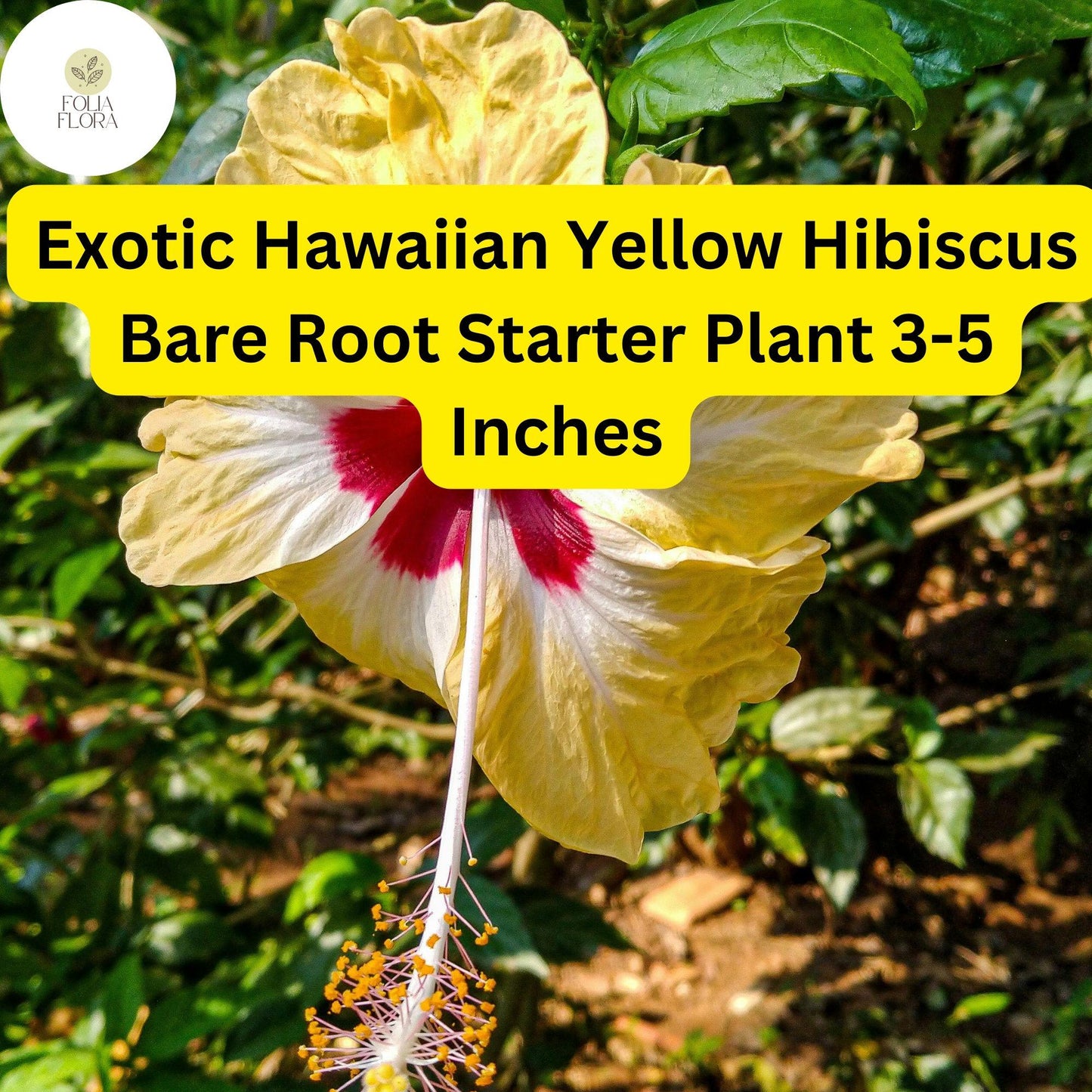 1 Hibiscus rosa-sinensis 'Hawaiian Yellow' - Exotic Yellow Hibiscus Bare Root Live Starter Plant 3-5 Inches