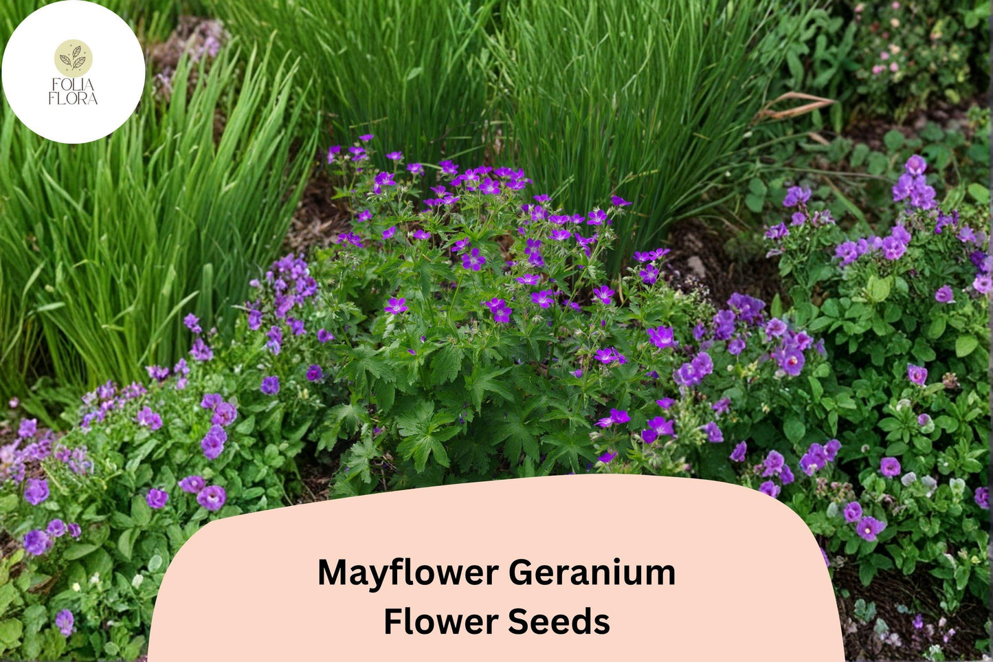 25+ Mayflower Geranium Seeds | Hardy Perennial | Purple Geranium Blooms for Garden & Pollinator Borders