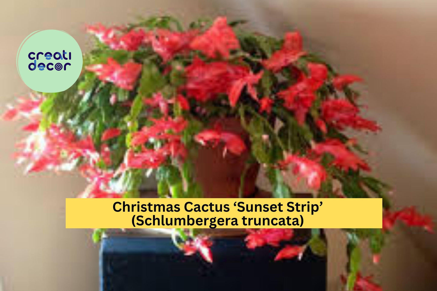 Christmas Cactus ‘Sunset Strip’ – Schlumbergera truncata – Live Starter Plant – Holiday Succulent with Vibrant Blooms