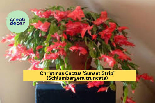 Christmas Cactus ‘Sunset Strip’ – Schlumbergera truncata – Live Starter Plant – Holiday Succulent with Vibrant Blooms