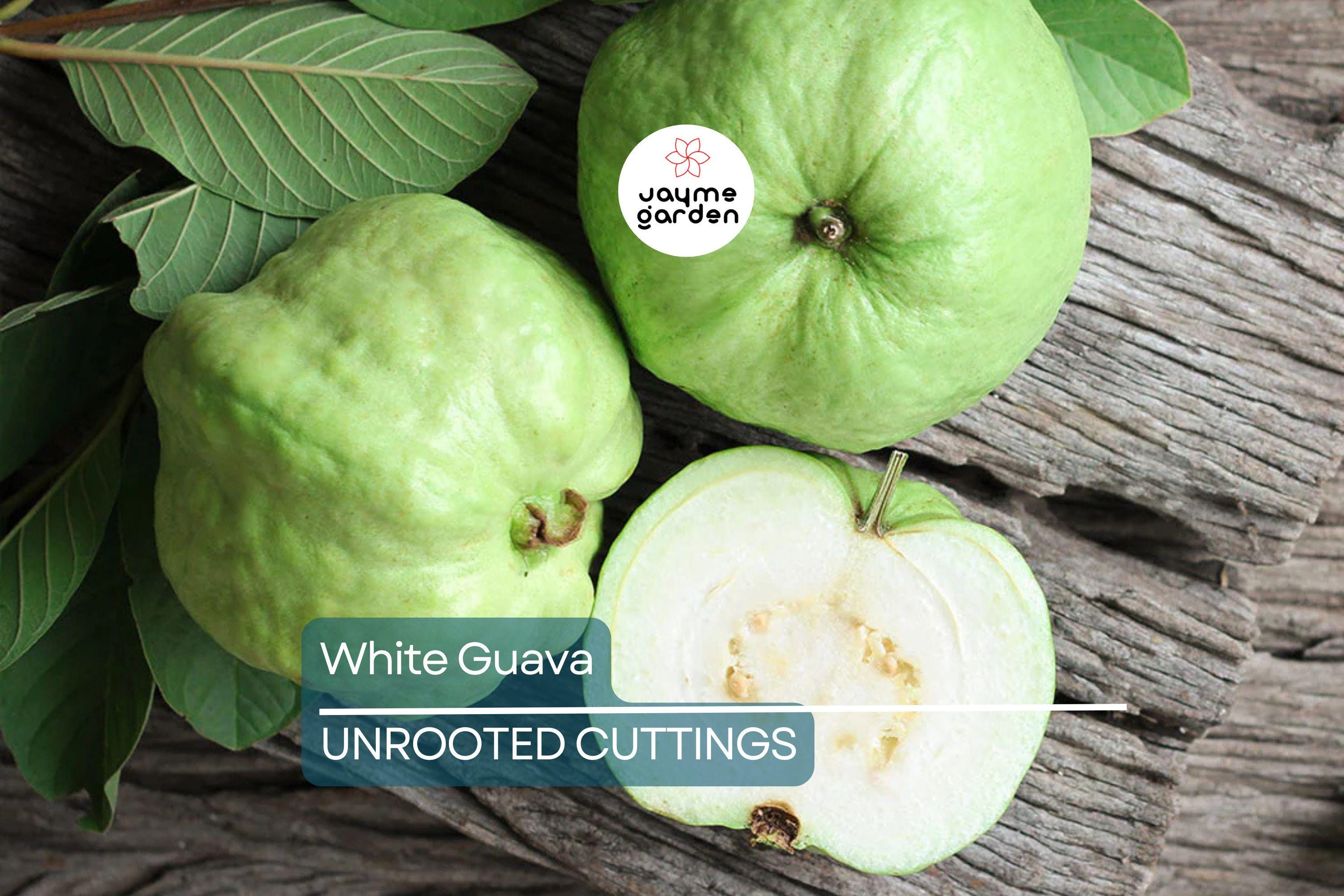 Guava Tree  – Live Tropical White Guava Fruit Tree – Ships in Pot – Ready to Plant