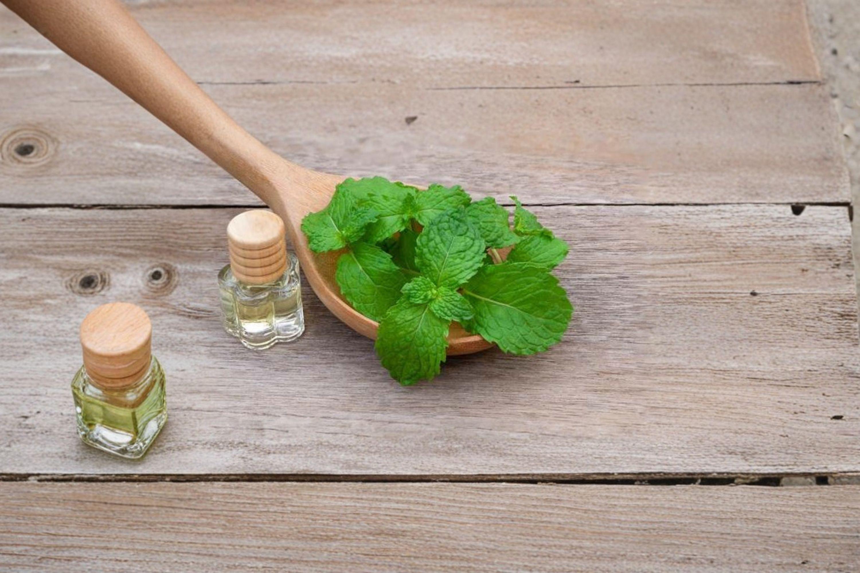Spearmint – Herb 100 Seeds | Classic Culinary Mint | Refreshing Flavor | Easy-to-Grow Perennial