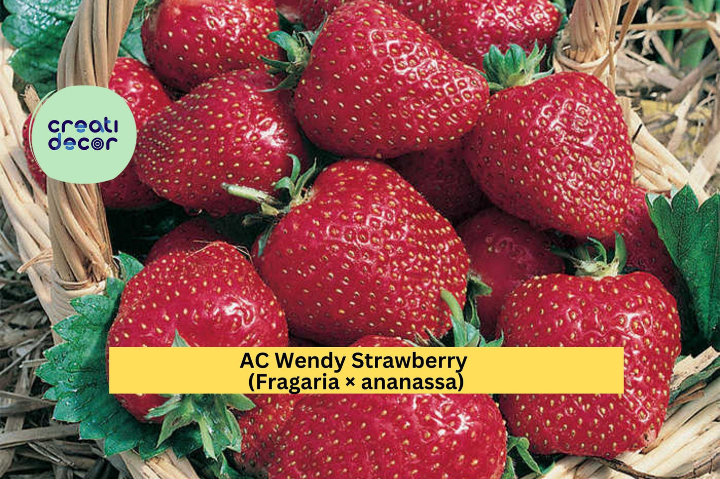 AC Wendy Strawberry Live Plants – 25 Bare Root Starters – Fragaria × ananassa Early June-Bearing Red Fruit Variety