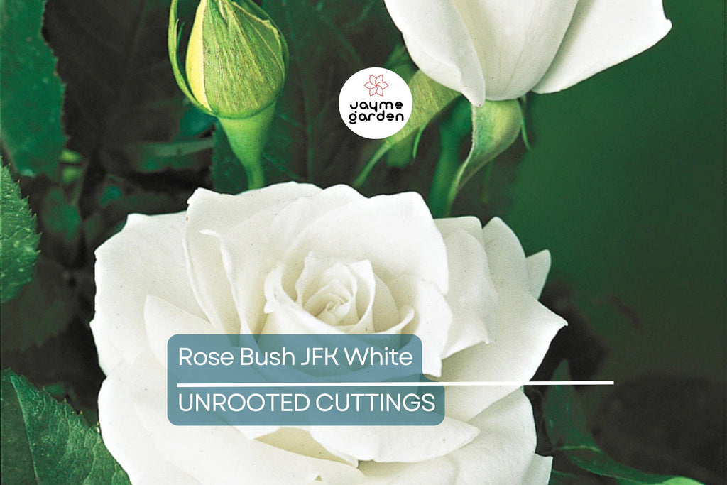JFK White Rose Bush Cuttings, 6” Unrooted, Pure White Hybrid Tea Rose, Licorice Fragrance, Double Blooms, USDA Zones 7-10