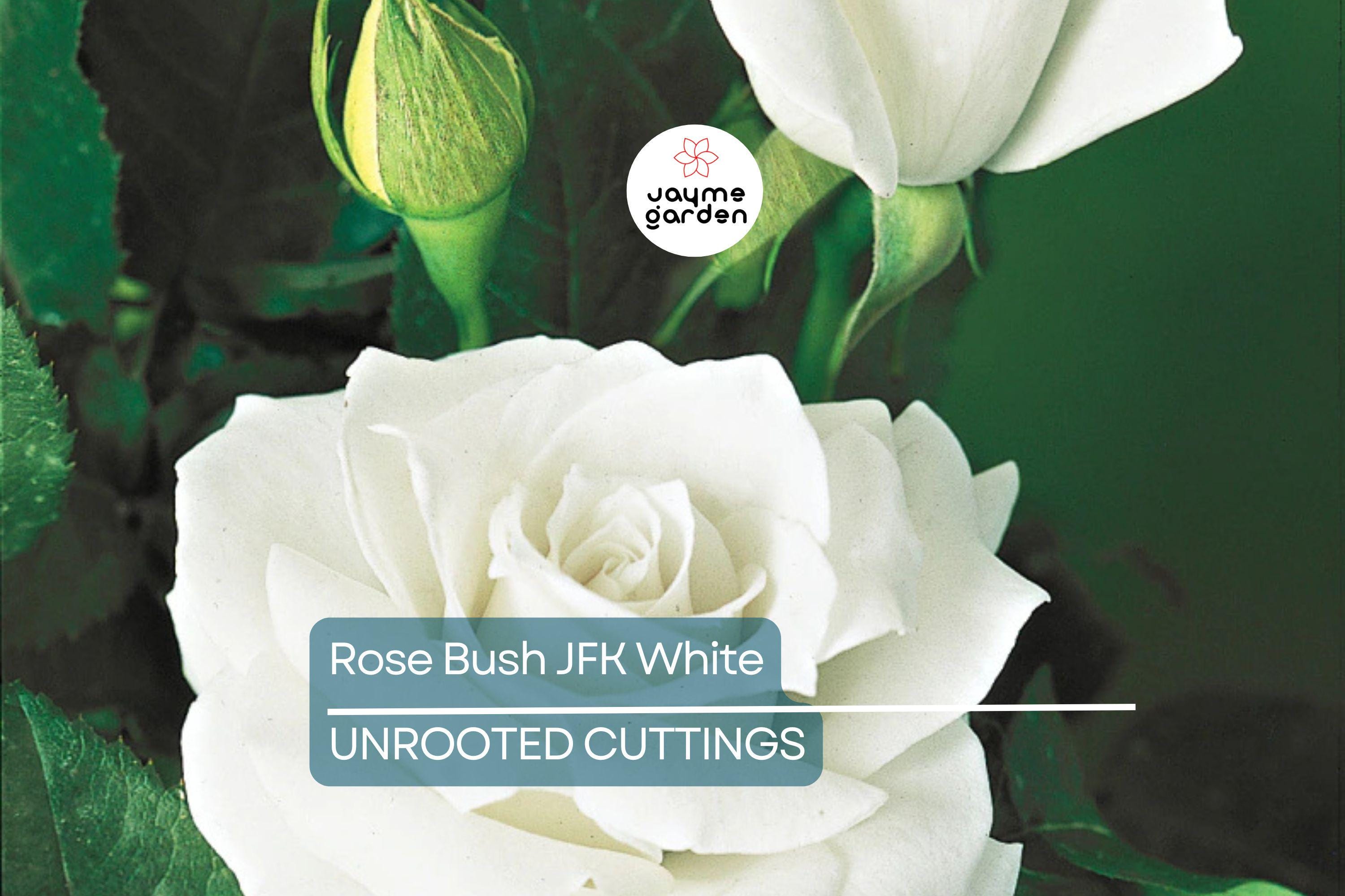 JFK White Rose Bush Cuttings, 6” Unrooted, Pure White Hybrid Tea Rose, Licorice Fragrance, Double Blooms, USDA Zones 7-10
