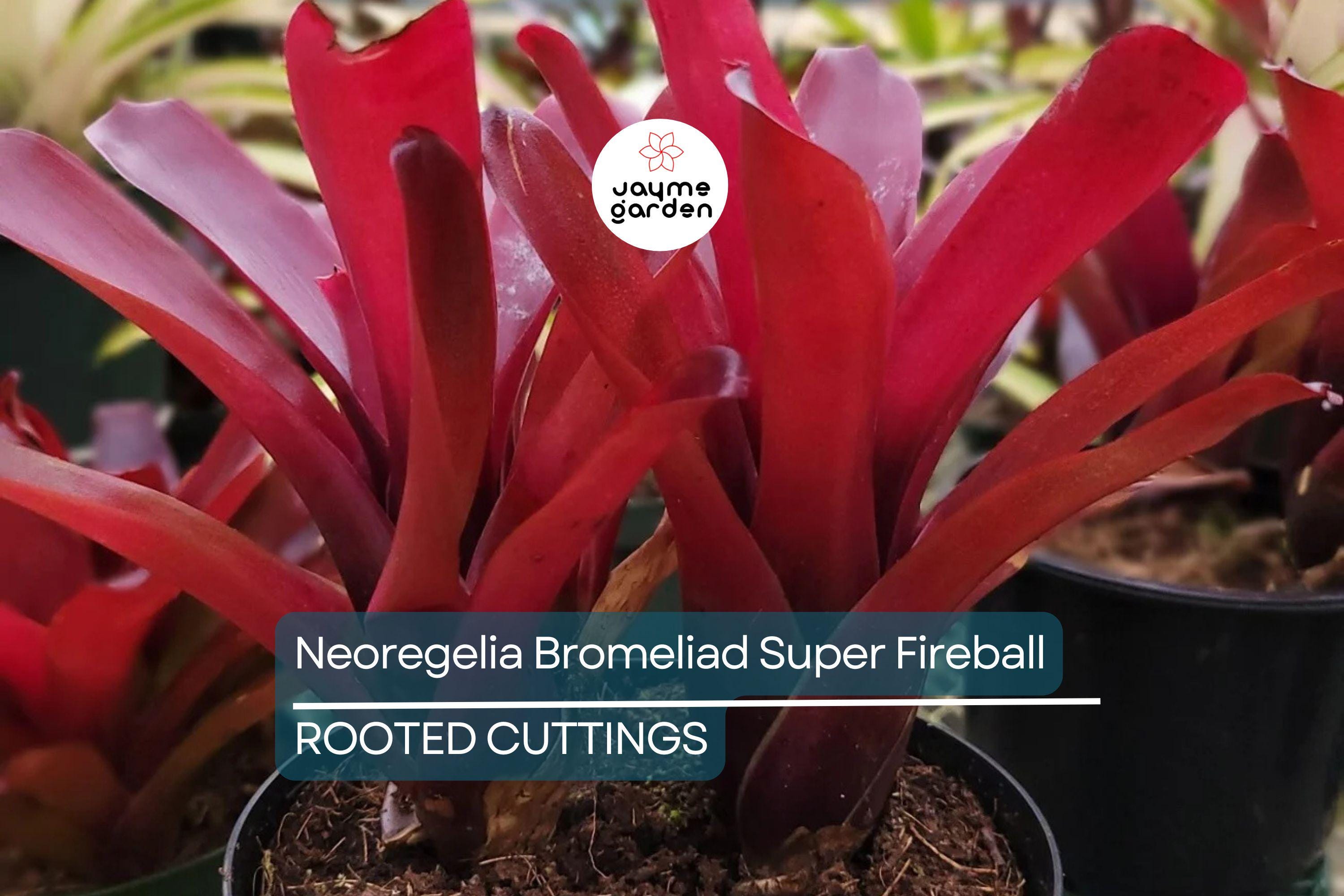 Neoregelia Bromeliad Super Fireball Cutting - 6" Red Serrate Foliage, Safe for Children