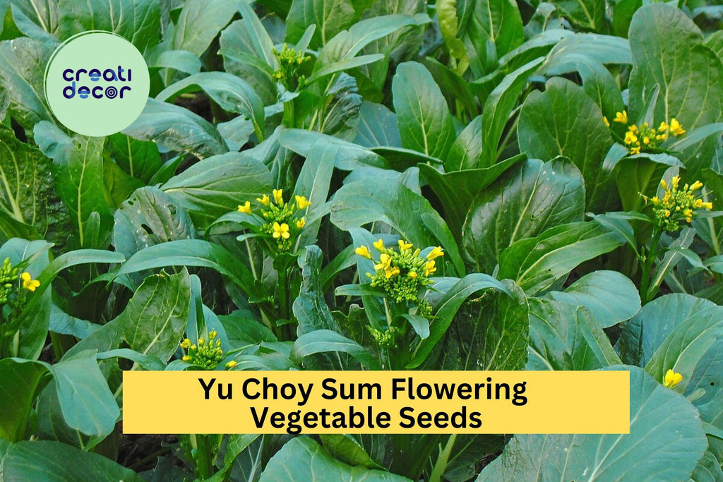 3pcs of 500mg Yu Choy Sum Seeds – Fast-Growing Asian Greens for Stir-Fry, Salads & Home Vegetable Gardens Seeds for Planting