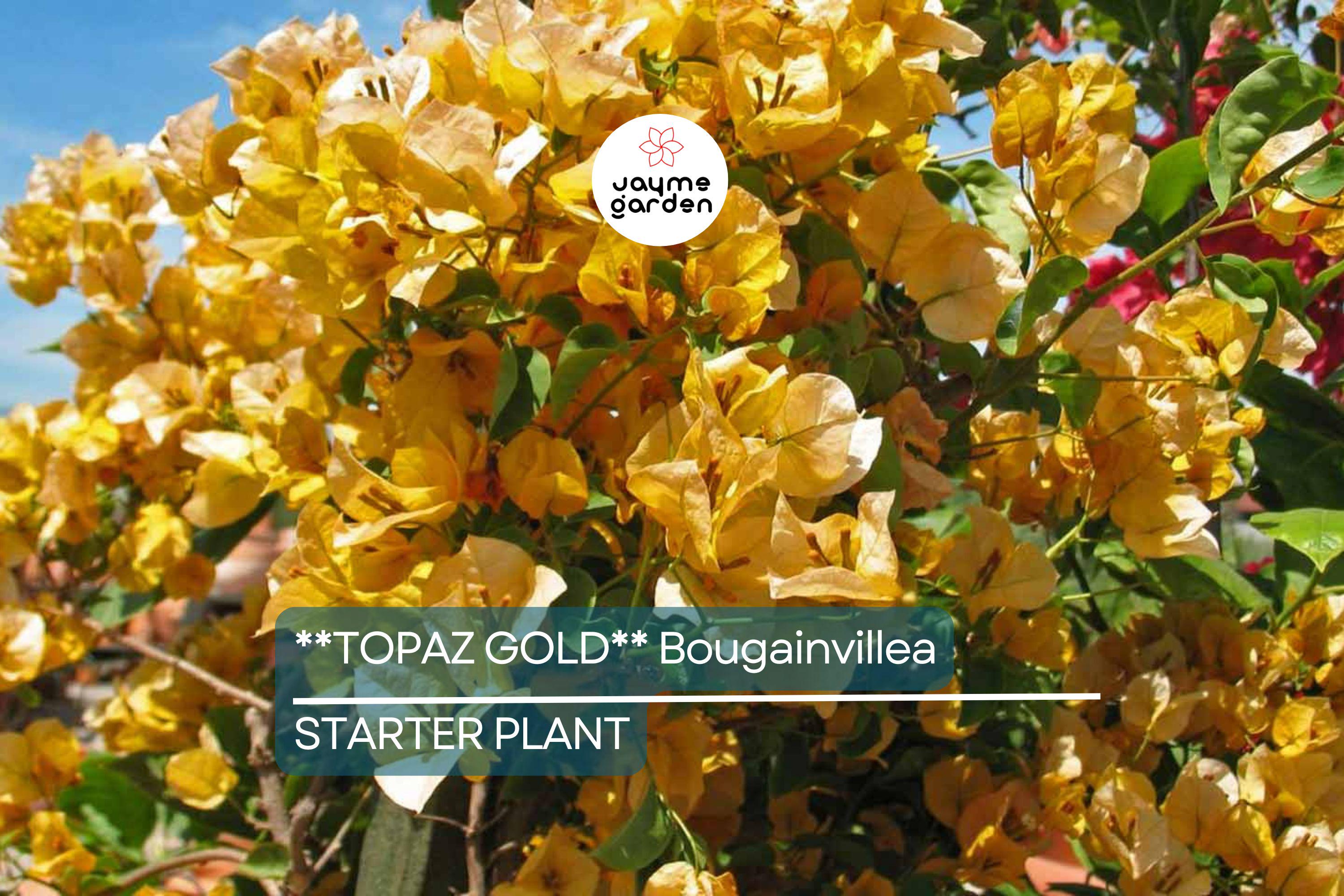 Topaz Gold Bougainvillea Starter Plant | Rare Well-Rooted Plug | Live Evergreen Plant | Bright Yellow Blooms | USDA Zones 9+