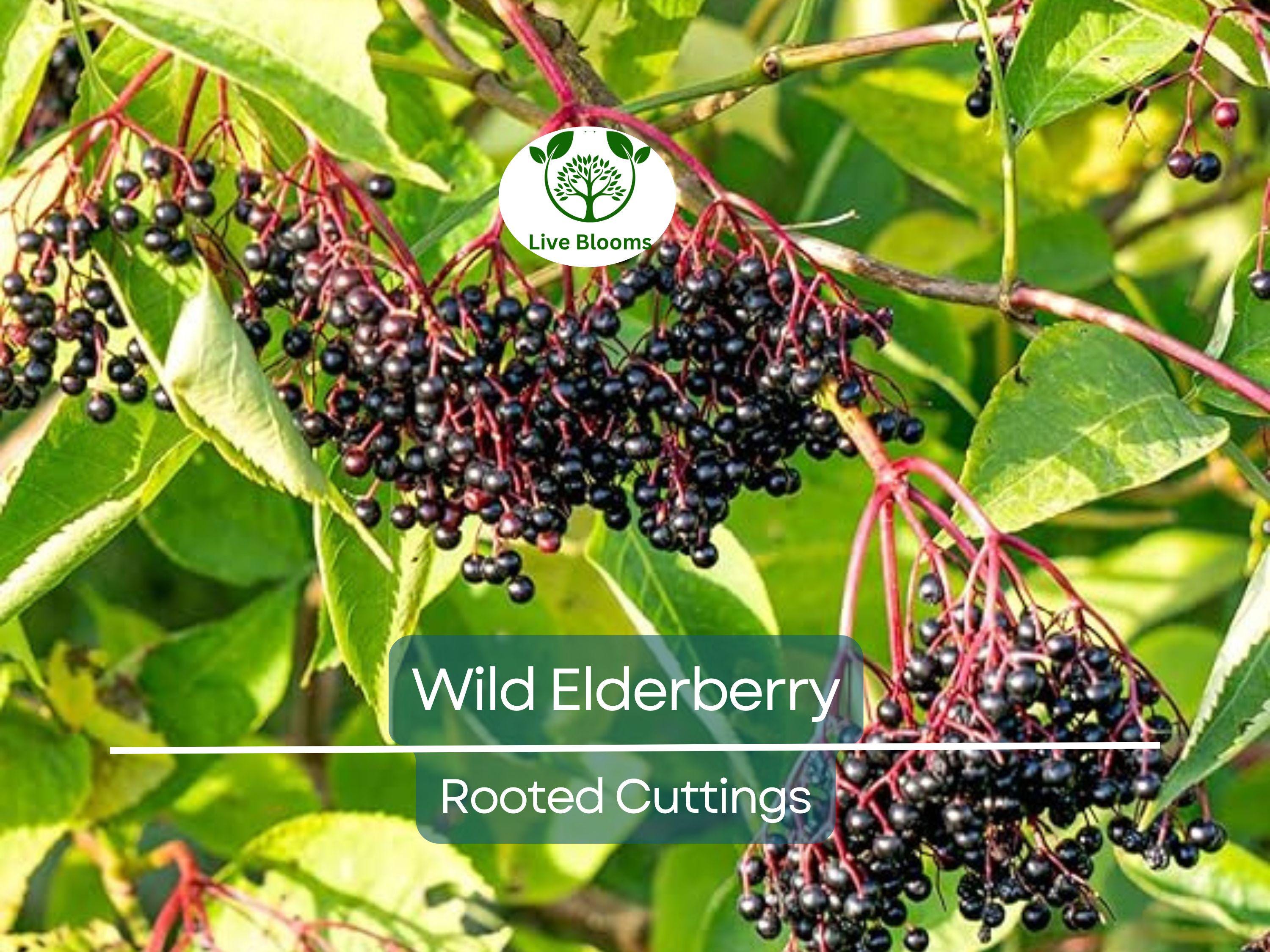 3 Rooted Cuttings Wild Elderberry (Sambucus nigra) – Fresh Elderberry Plants, Home Garden, Organic, Rare Elderberry Variety
